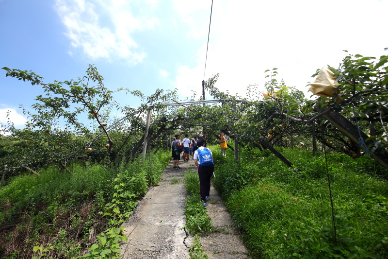 東勢景點,台中景點,媒體團,台中旅遊,東勢旅遊,東勢採梨,東勢美食