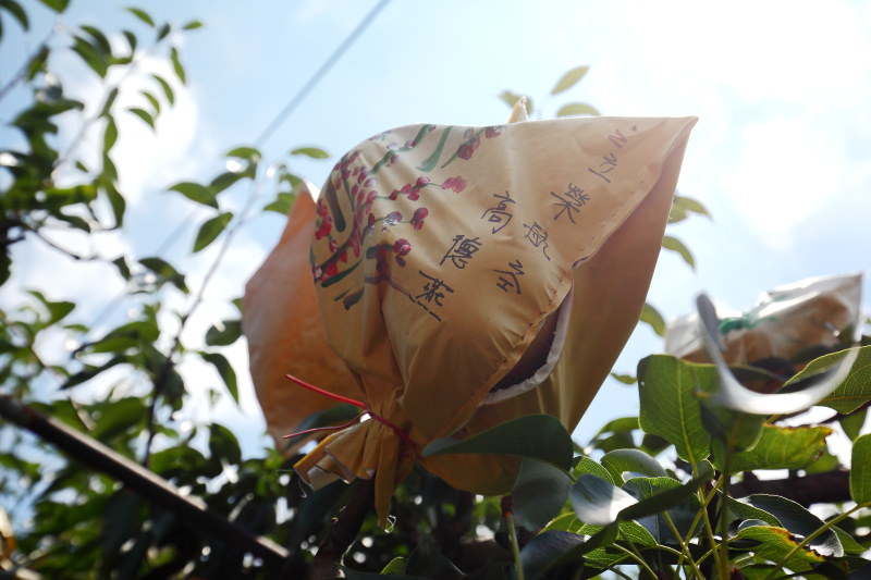 東勢景點,台中景點,媒體團,台中旅遊,東勢旅遊,東勢採梨,東勢美食