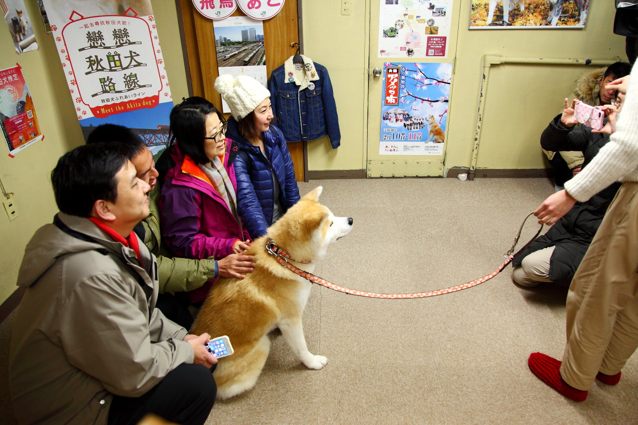 秋田犬,樂吃購！日本,台灣近畿旅行社,戀戀秋田犬主題路線,秋田旅遊