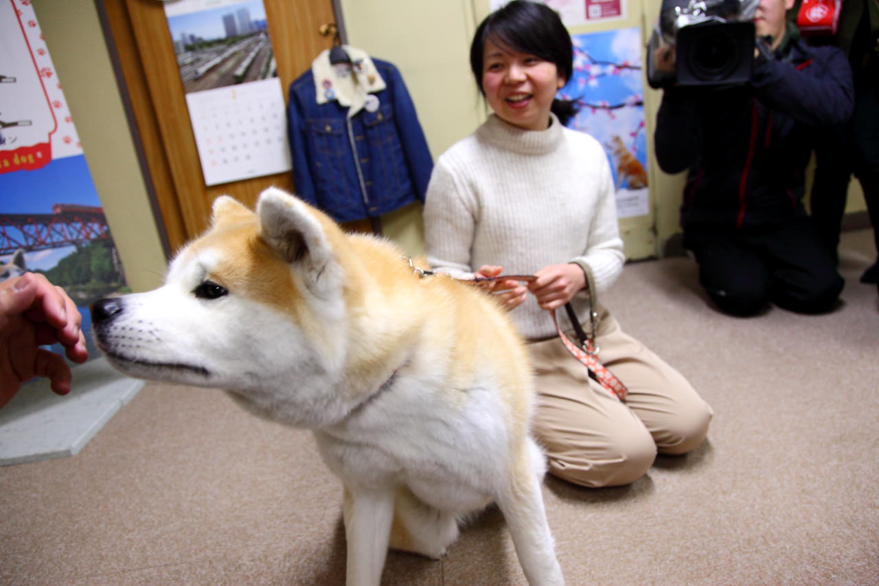 秋田犬,樂吃購！日本,台灣近畿旅行社,戀戀秋田犬主題路線,秋田旅遊