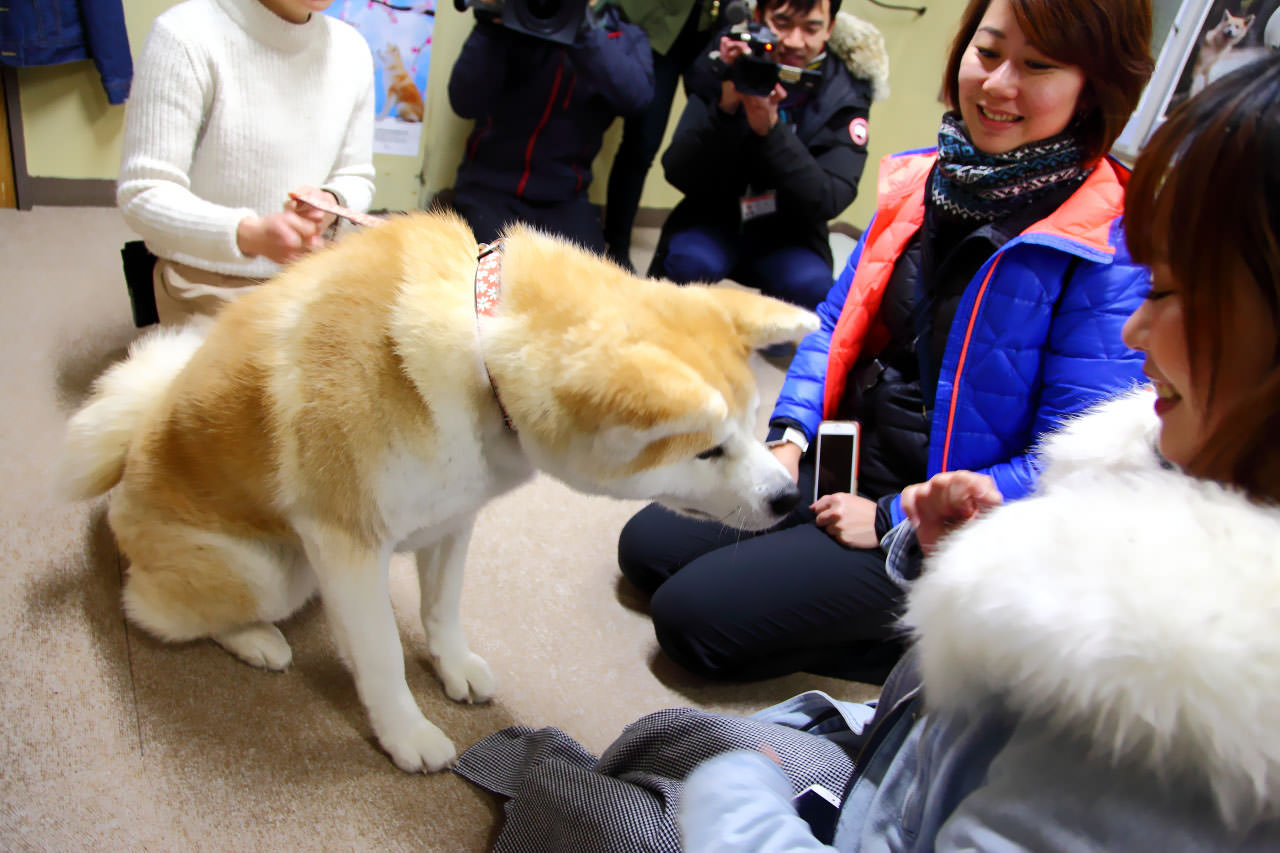 秋田犬,樂吃購！日本,台灣近畿旅行社,戀戀秋田犬主題路線,秋田旅遊
