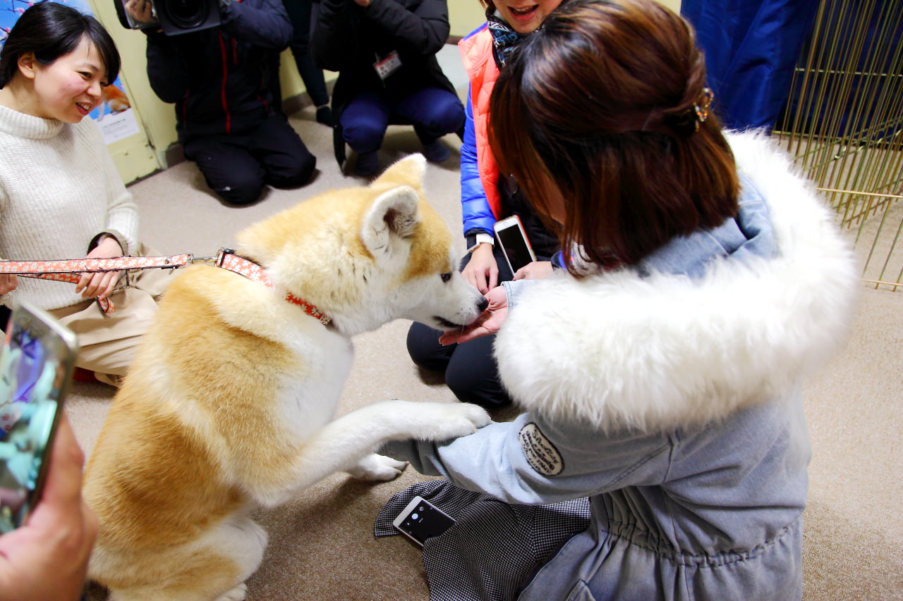 秋田犬,樂吃購！日本,台灣近畿旅行社,戀戀秋田犬主題路線,秋田旅遊