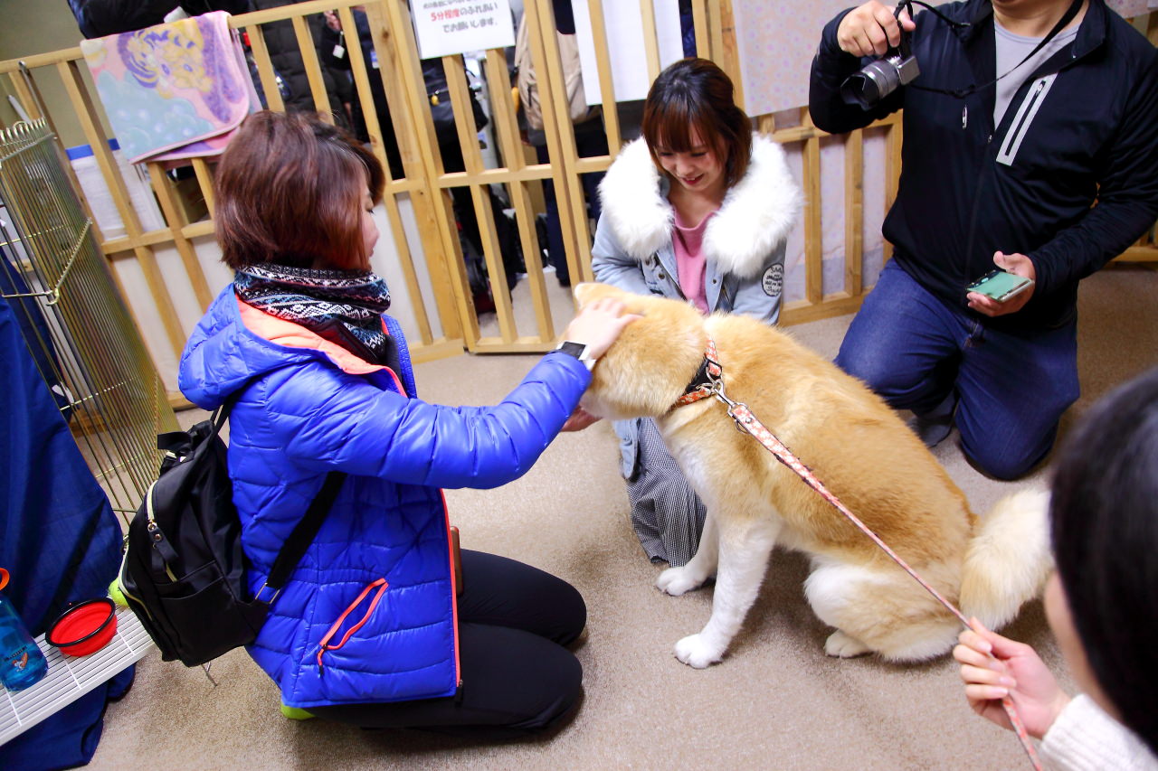 秋田犬,樂吃購！日本,台灣近畿旅行社,戀戀秋田犬主題路線,秋田旅遊