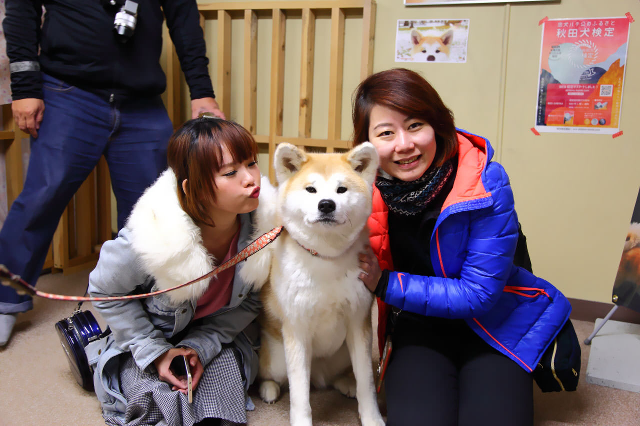 秋田犬,樂吃購！日本,台灣近畿旅行社,戀戀秋田犬主題路線,秋田旅遊