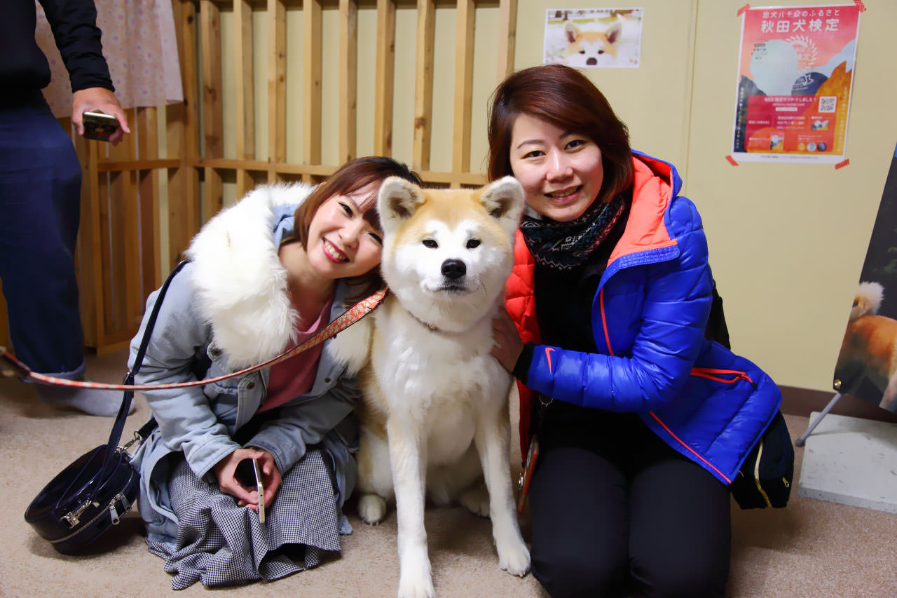 秋田犬,樂吃購！日本,台灣近畿旅行社,戀戀秋田犬主題路線,秋田旅遊