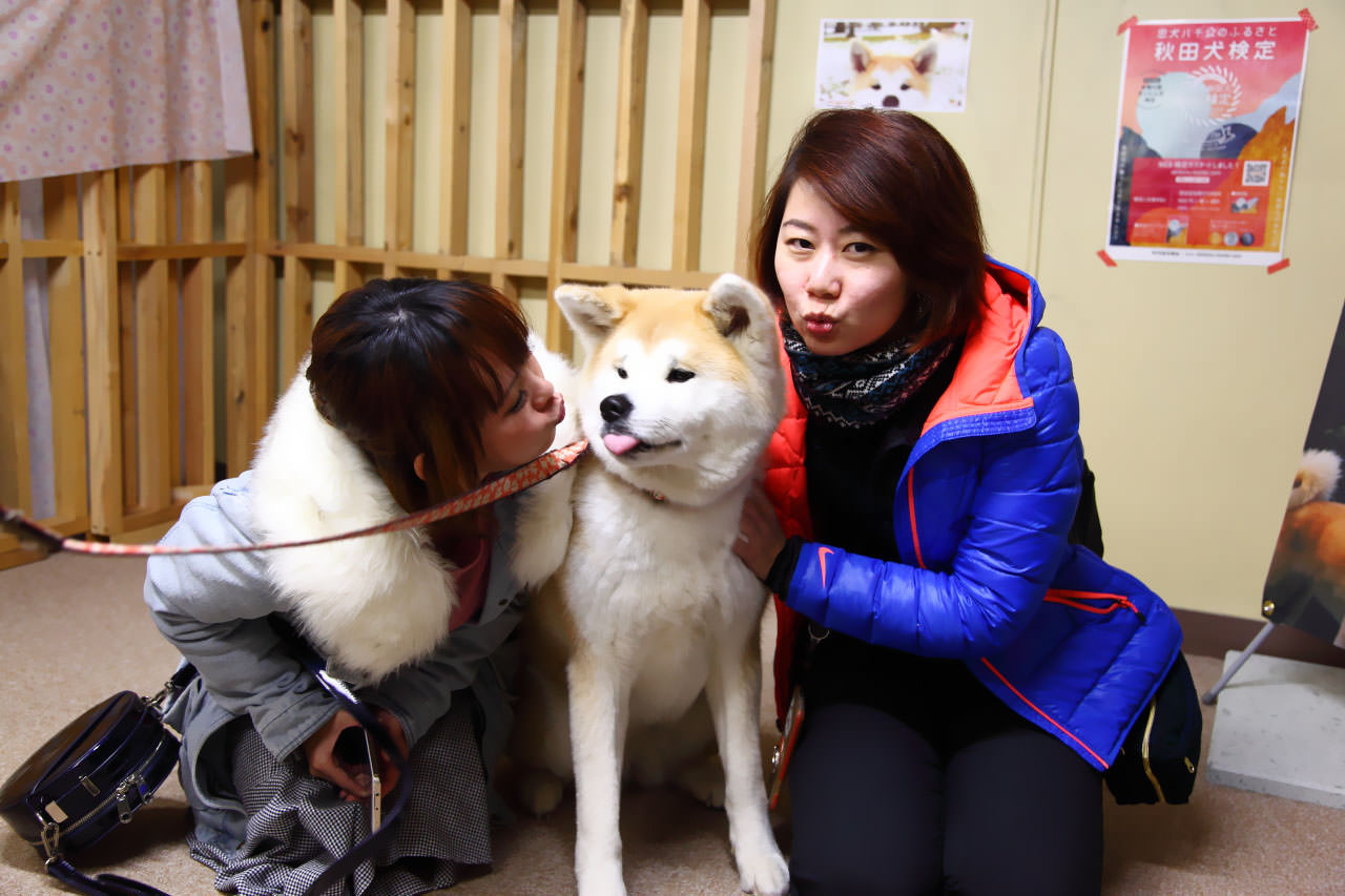秋田犬,樂吃購！日本,台灣近畿旅行社,戀戀秋田犬主題路線,秋田旅遊