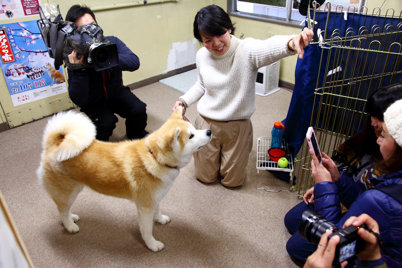 秋田犬,樂吃購！日本,台灣近畿旅行社,戀戀秋田犬主題路線,秋田旅遊
