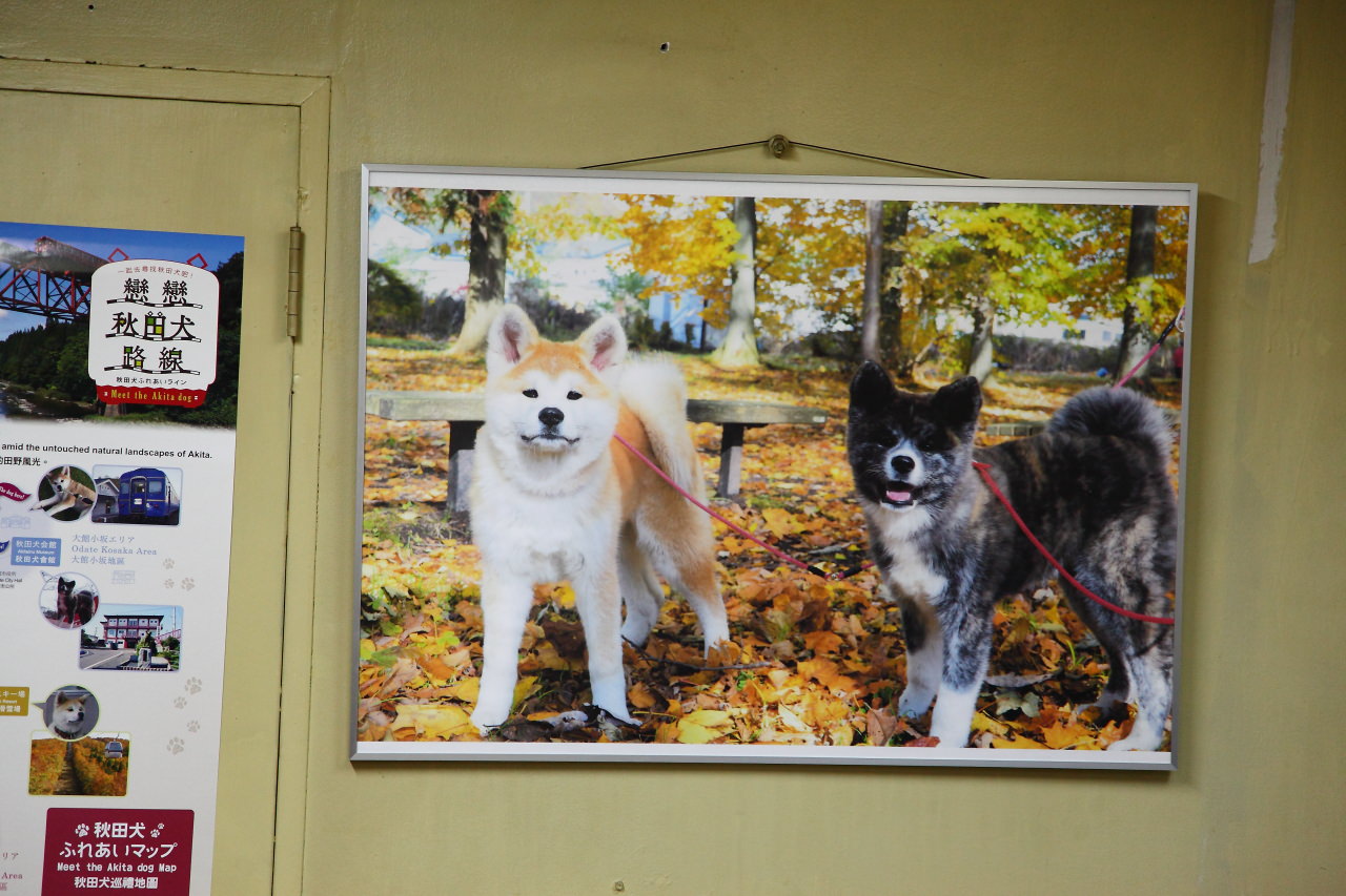 秋田犬,樂吃購！日本,台灣近畿旅行社,戀戀秋田犬主題路線,秋田旅遊