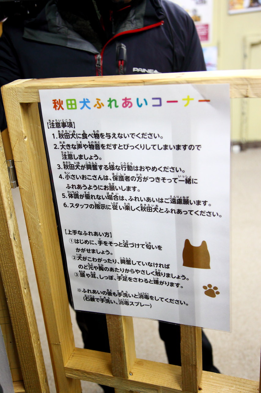 秋田犬,樂吃購！日本,台灣近畿旅行社,戀戀秋田犬主題路線,秋田旅遊