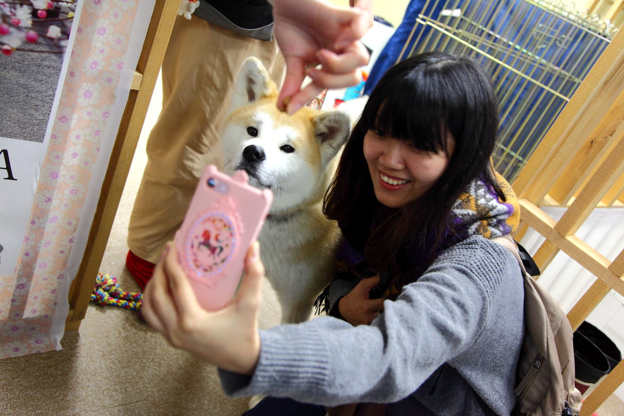 秋田犬,樂吃購！日本,台灣近畿旅行社,戀戀秋田犬主題路線,秋田旅遊
