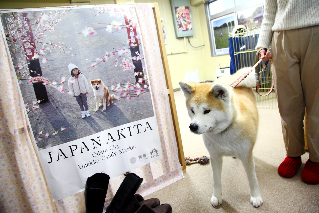 秋田犬,樂吃購！日本,台灣近畿旅行社,戀戀秋田犬主題路線,秋田旅遊