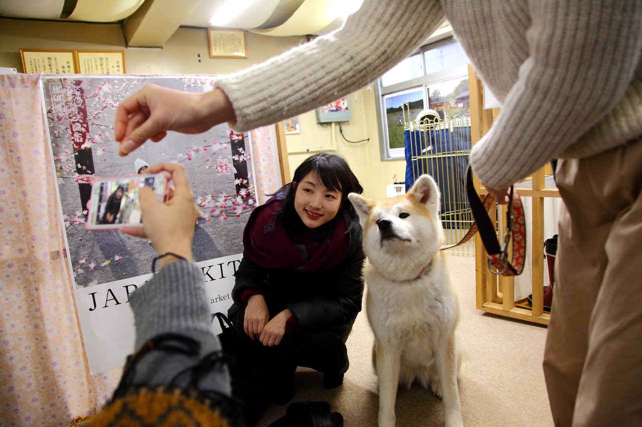 秋田犬,樂吃購！日本,台灣近畿旅行社,戀戀秋田犬主題路線,秋田旅遊