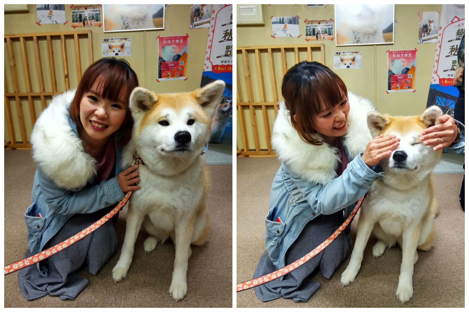 秋田犬,樂吃購！日本,台灣近畿旅行社,戀戀秋田犬主題路線,秋田旅遊