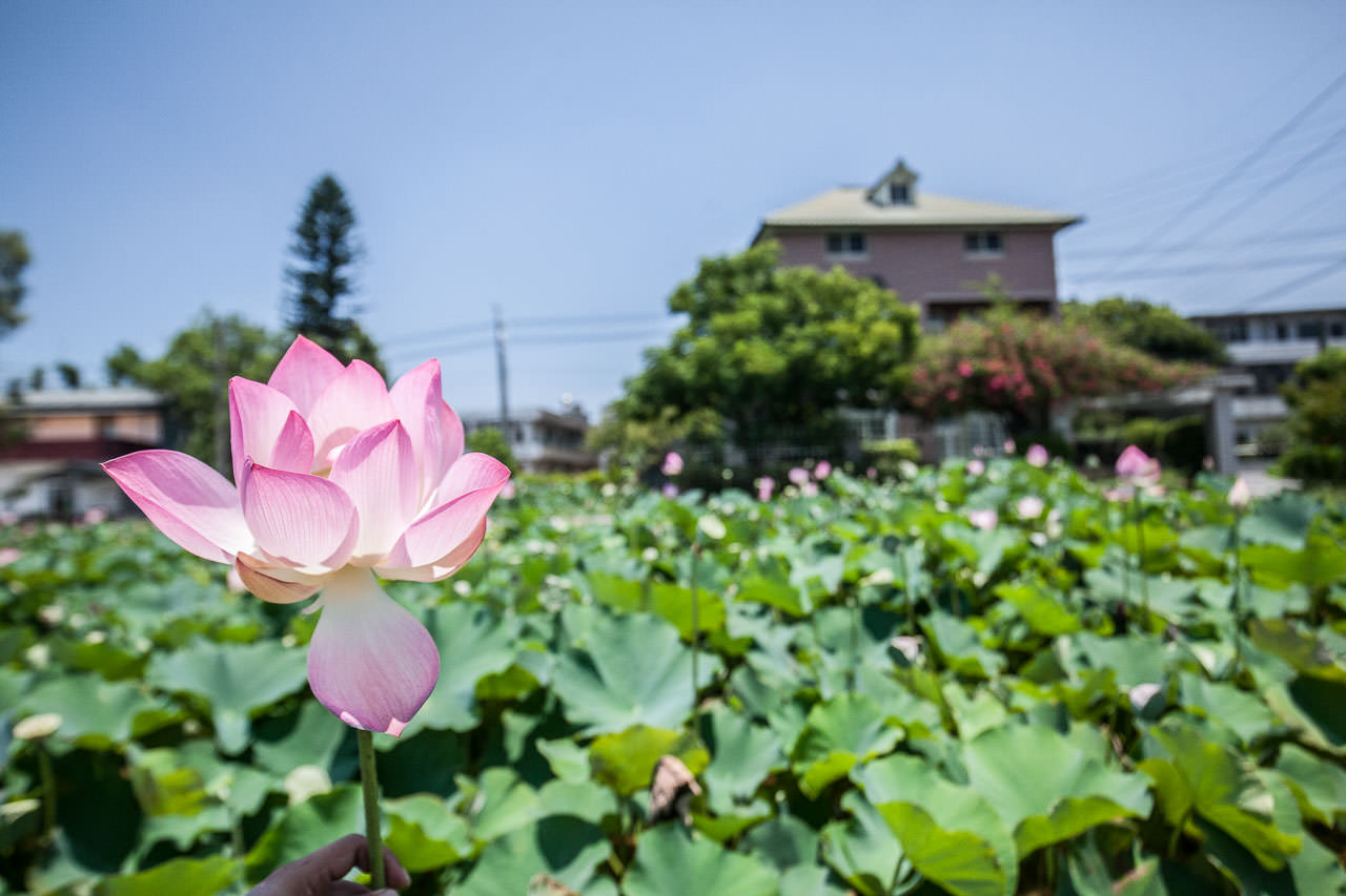 觀音必吃,觀音景點,ㄚ昌伯民宿,康莊蓮園民宿,青林農場,桃園民宿,林家古厝,桃園旅遊,桃園景點,觀音民宿,觀音美食,觀音蓮花季