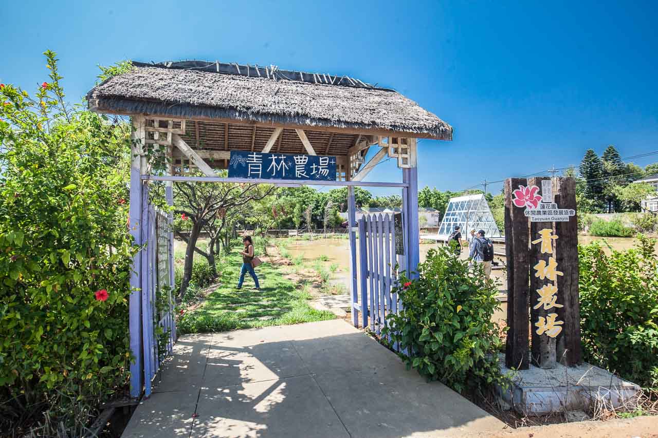 觀音必吃,觀音景點,ㄚ昌伯民宿,康莊蓮園民宿,青林農場,桃園民宿,林家古厝,桃園旅遊,桃園景點,觀音民宿,觀音美食,觀音蓮花季