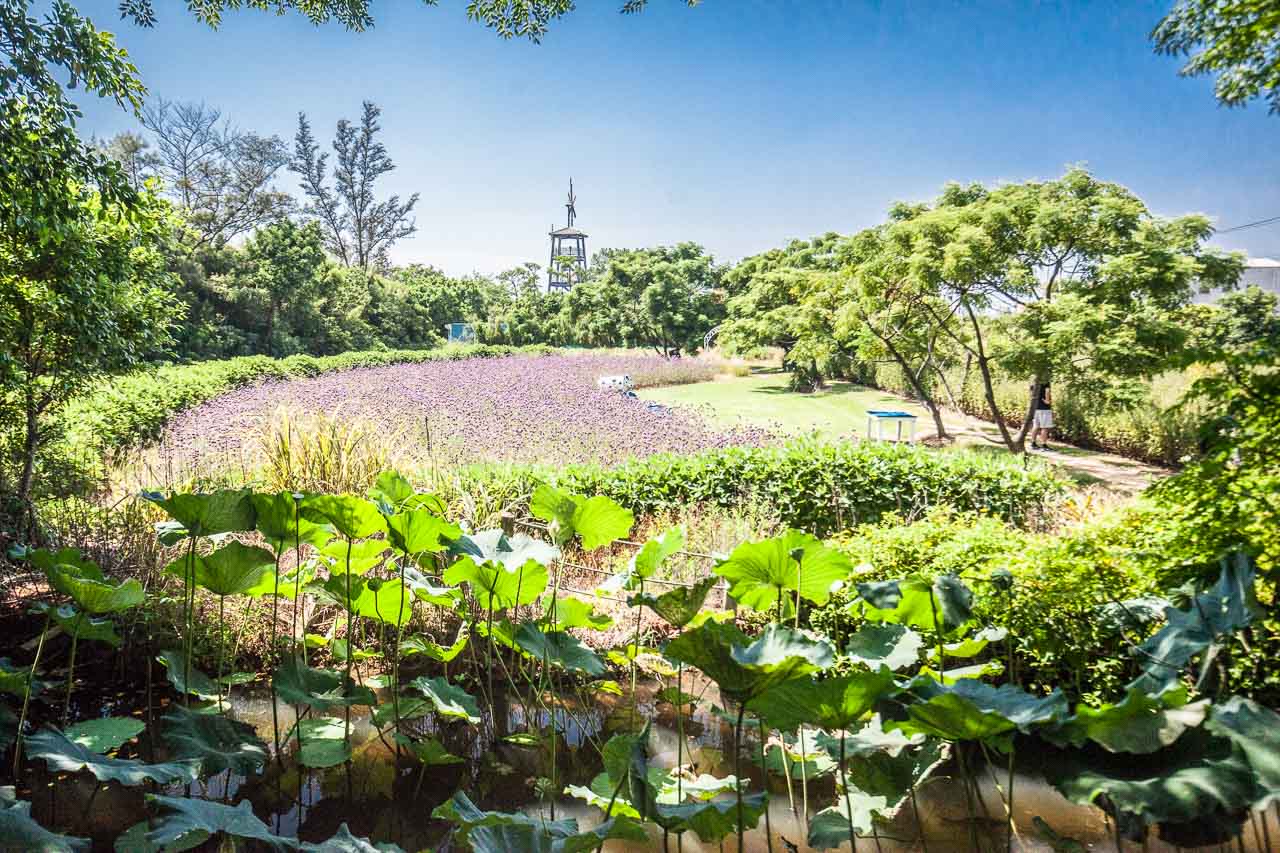 觀音必吃,觀音景點,ㄚ昌伯民宿,康莊蓮園民宿,青林農場,桃園民宿,林家古厝,桃園旅遊,桃園景點,觀音民宿,觀音美食,觀音蓮花季