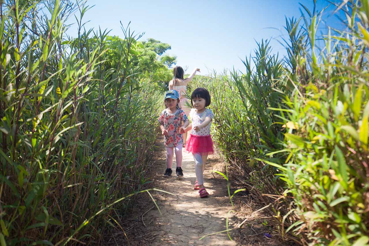 觀音必吃,觀音景點,ㄚ昌伯民宿,康莊蓮園民宿,青林農場,桃園民宿,林家古厝,桃園旅遊,桃園景點,觀音民宿,觀音美食,觀音蓮花季