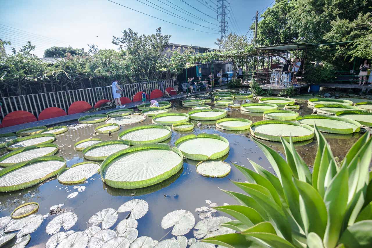 觀音必吃,觀音景點,ㄚ昌伯民宿,康莊蓮園民宿,青林農場,桃園民宿,林家古厝,桃園旅遊,桃園景點,觀音民宿,觀音美食,觀音蓮花季