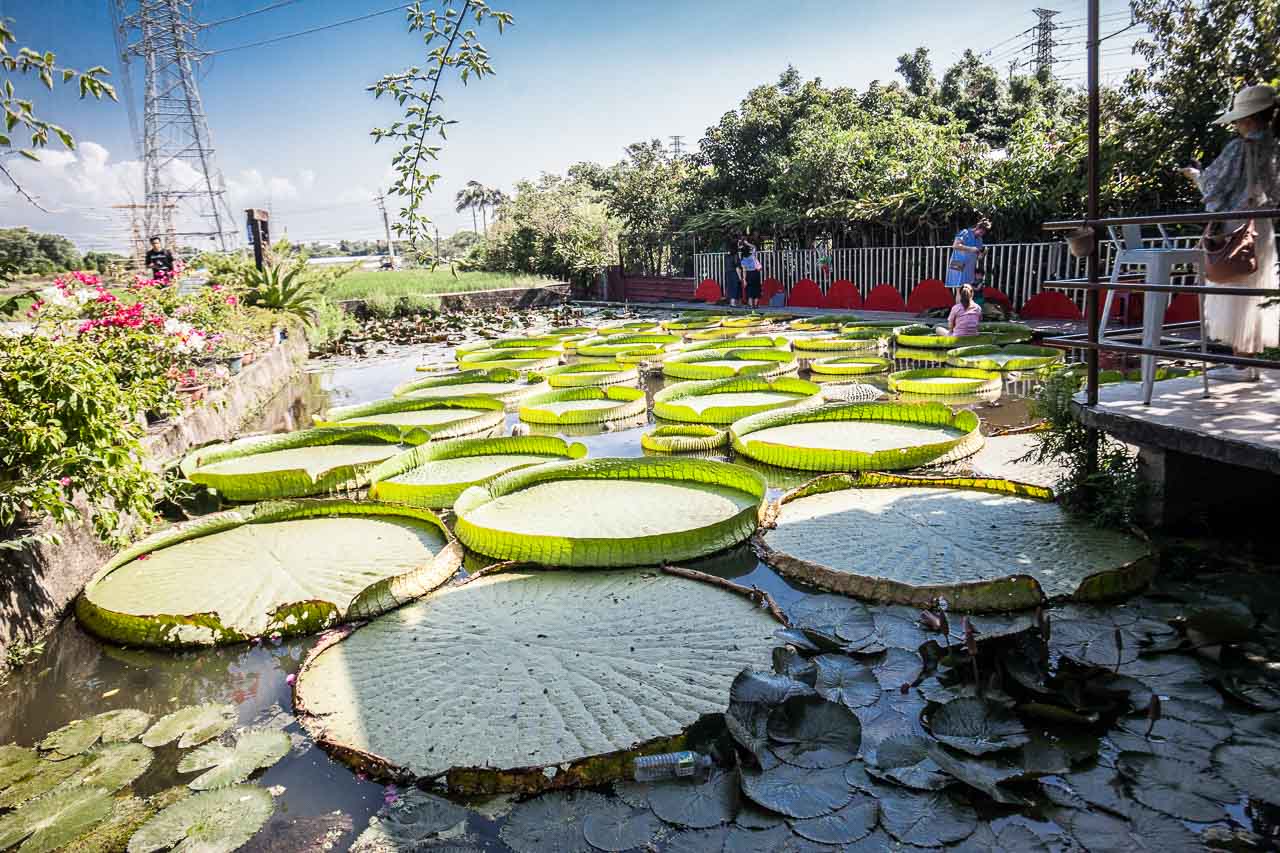 觀音必吃,觀音景點,ㄚ昌伯民宿,康莊蓮園民宿,青林農場,桃園民宿,林家古厝,桃園旅遊,桃園景點,觀音民宿,觀音美食,觀音蓮花季