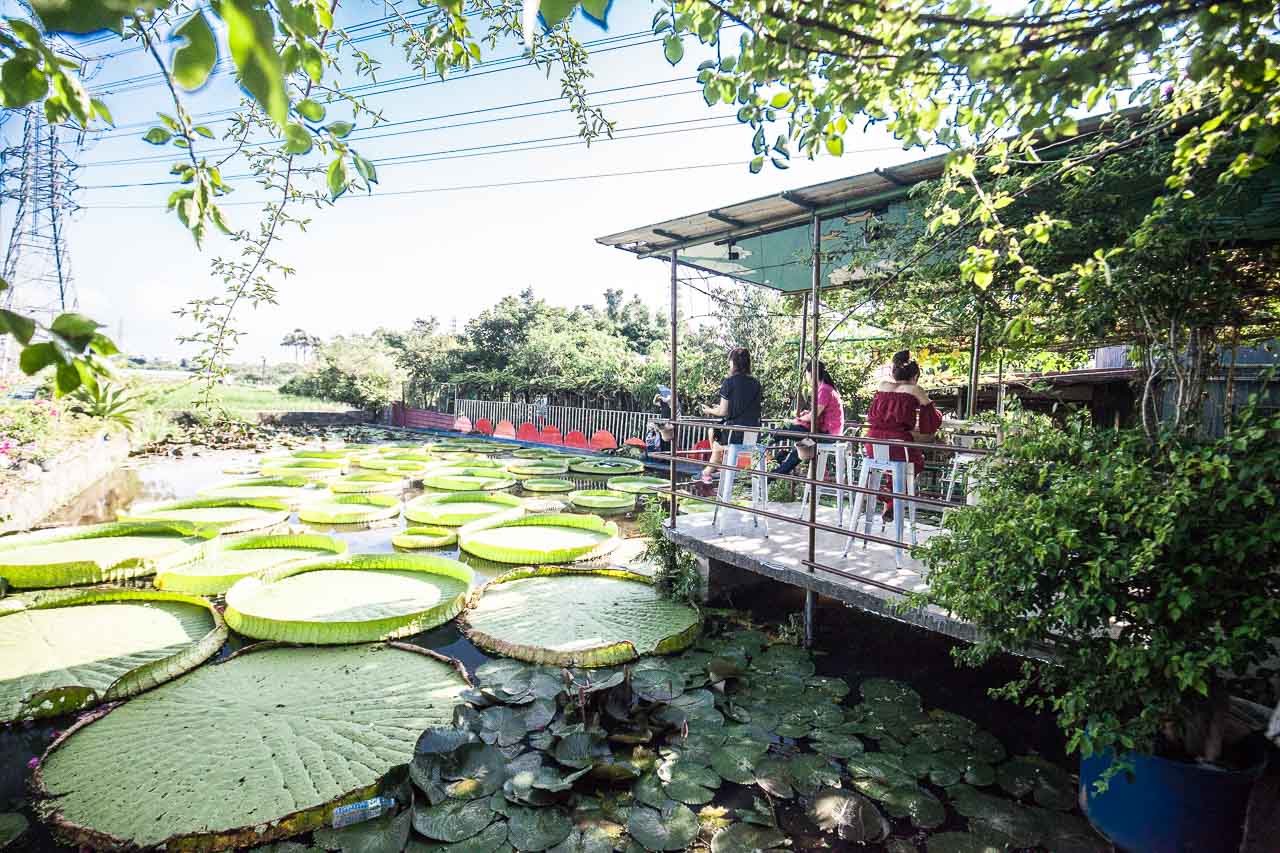 觀音必吃,觀音景點,ㄚ昌伯民宿,康莊蓮園民宿,青林農場,桃園民宿,林家古厝,桃園旅遊,桃園景點,觀音民宿,觀音美食,觀音蓮花季