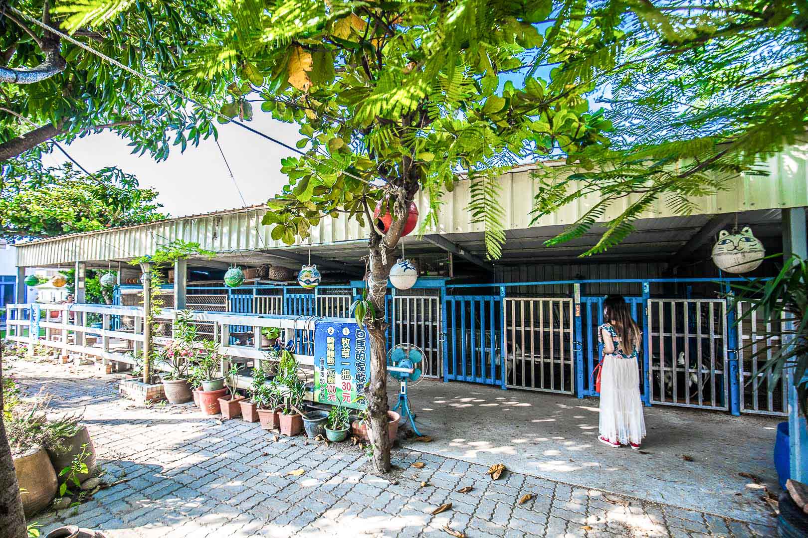 彰化景點,彰化親子景點,彰化農場,彰化小馬,彰化白馬農場,白馬的家,彰化IG景點,彰化網美景點