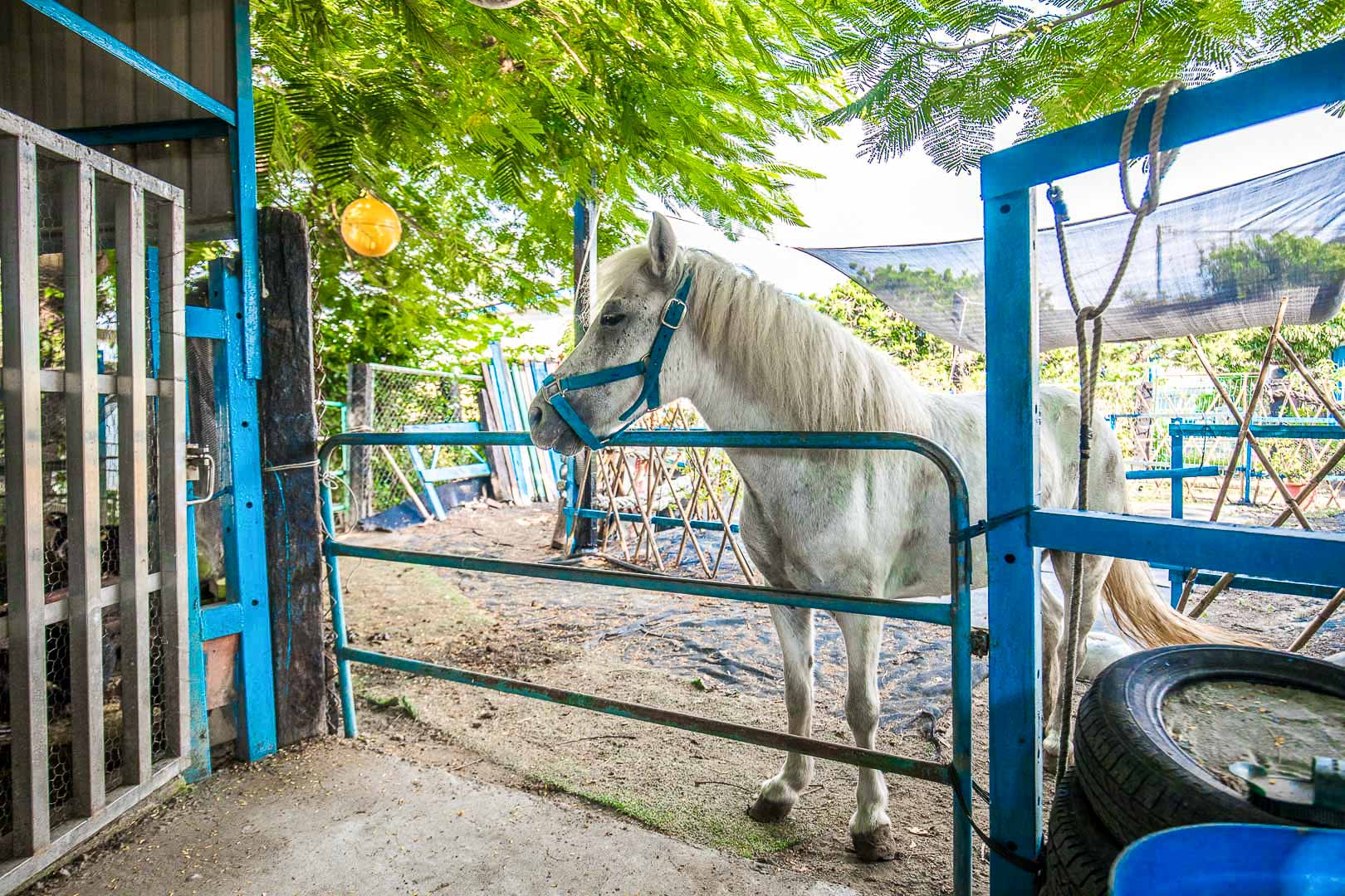 彰化景點,彰化親子景點,彰化農場,彰化小馬,彰化白馬農場,白馬的家,彰化IG景點,彰化網美景點
