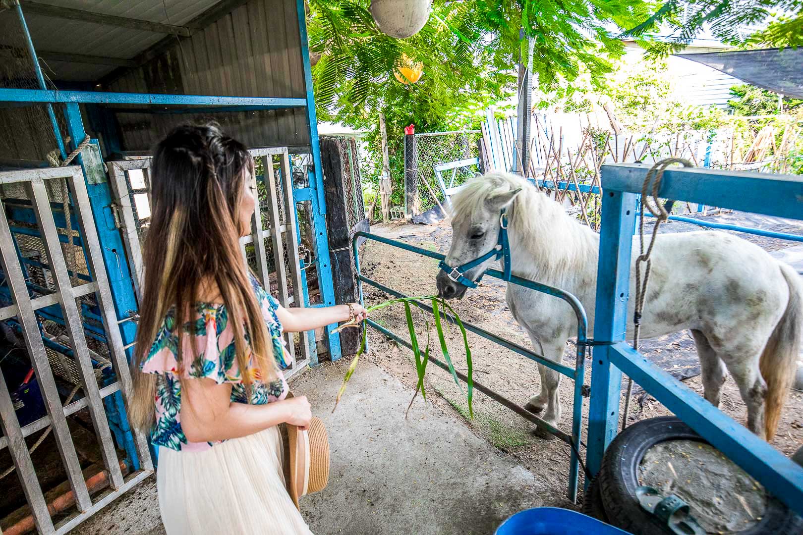 彰化景點,彰化親子景點,彰化農場,彰化小馬,彰化白馬農場,白馬的家,彰化IG景點,彰化網美景點