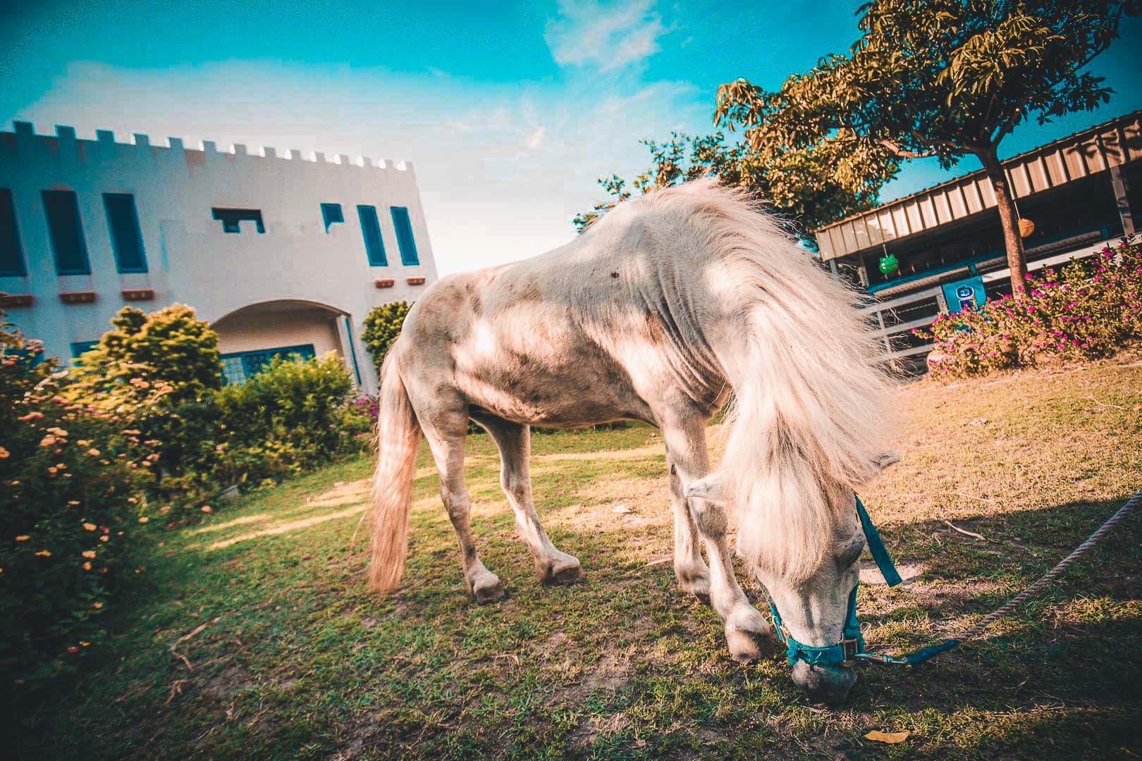 彰化景點,彰化親子景點,彰化農場,彰化小馬,彰化白馬農場,白馬的家,彰化IG景點,彰化網美景點