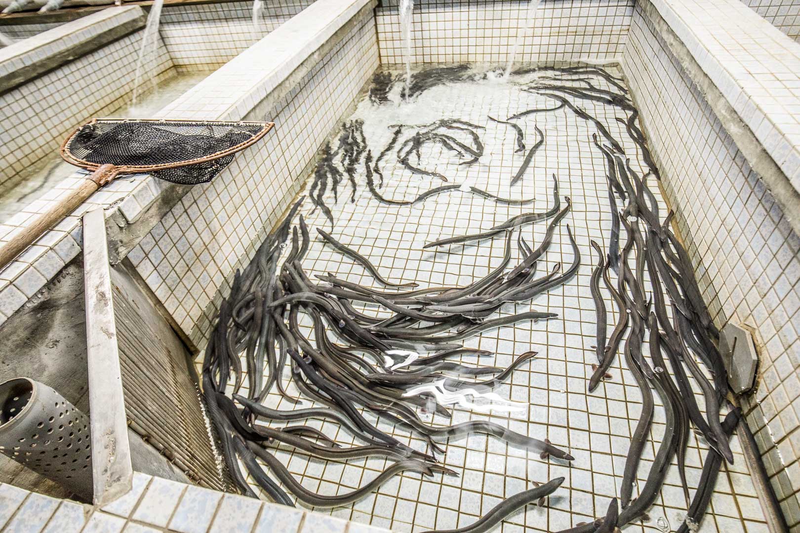 桃園鰻魚,桃園竹圍鰻天下,竹圍漁港鰻天下,桃園鰻天下,桃園美食,桃園鰻魚飯,竹圍漁港美食,竹圍漁港鰻魚,竹圍漁港鰻魚飯