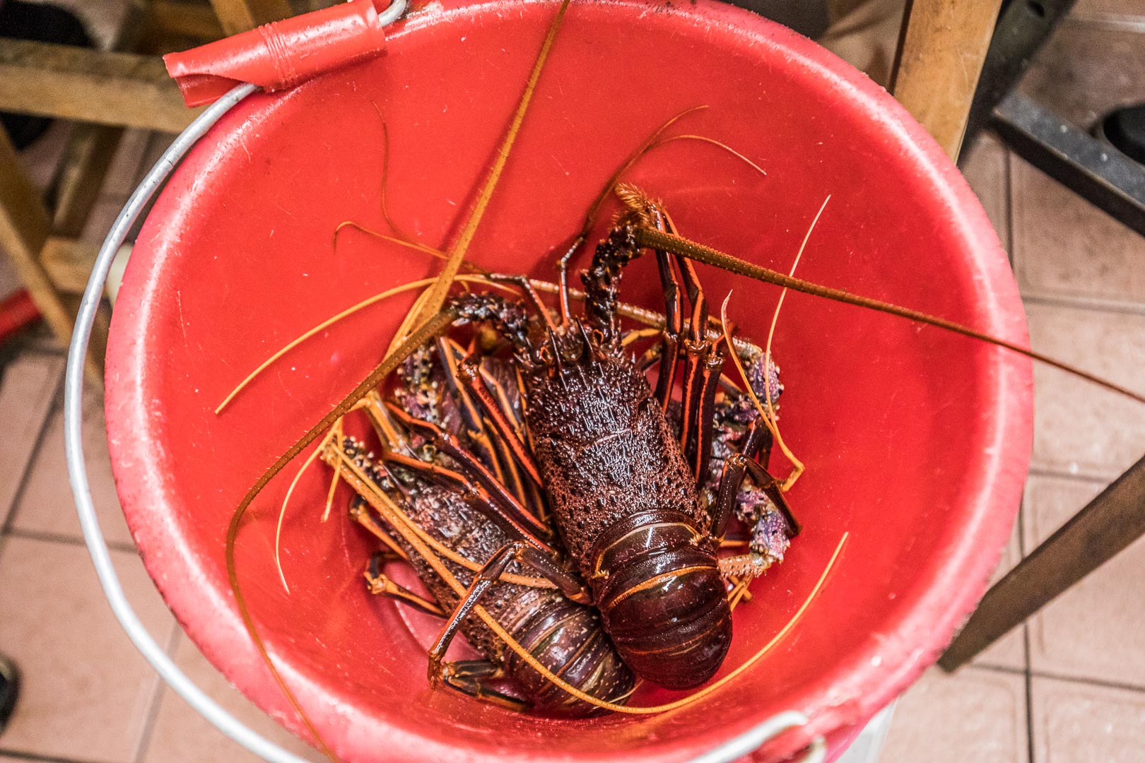 花蓮美食,055龍蝦海鮮餐廳