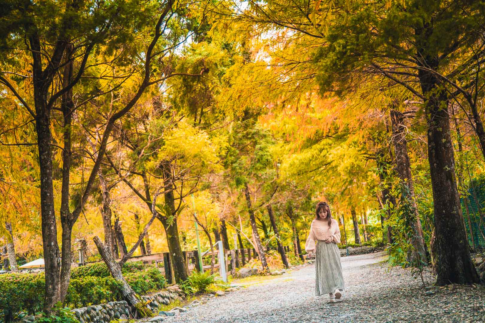 花蓮美食,花蓮景點,花蓮落羽松,花蓮秘境,花蓮IG打卡,花蓮咖啡,鷺鷥咖啡