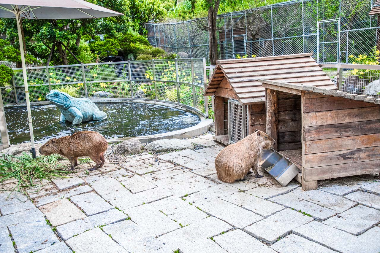 桃園親子景點,蘇家莊園,大溪看動物,大溪親子景點,桃園動物景點,大溪蘇家莊園,桃園美食,桃園景點,大溪景點,大溪美食