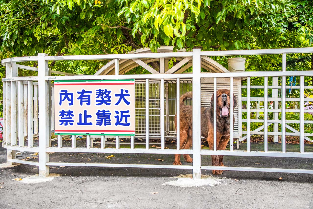 桃園親子景點,蘇家莊園,大溪看動物,大溪親子景點,桃園動物景點,大溪蘇家莊園,桃園美食,桃園景點,大溪景點,大溪美食