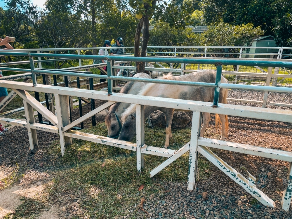 桃園親子景點,蘇家莊園,大溪看動物,大溪親子景點,桃園動物景點,大溪蘇家莊園,桃園美食,桃園景點,大溪景點,大溪美食