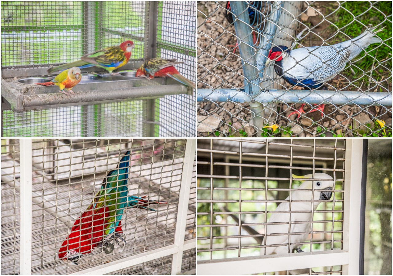 桃園親子景點,蘇家莊園,大溪看動物,大溪親子景點,桃園動物景點,大溪蘇家莊園,桃園美食,桃園景點,大溪景點,大溪美食