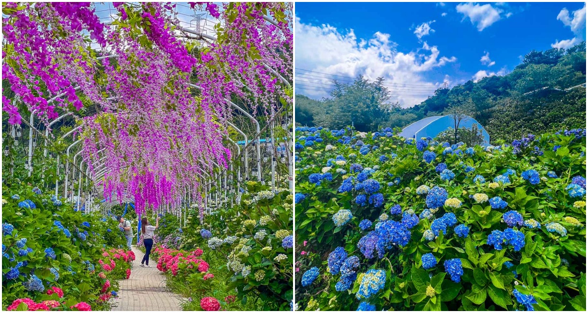 高家繡球花田-萬里第三園區,高家繡球花田,萬里繡球花,陽明山繡球花,高家繡球花田票價 @大手牽小手。玩樂趣