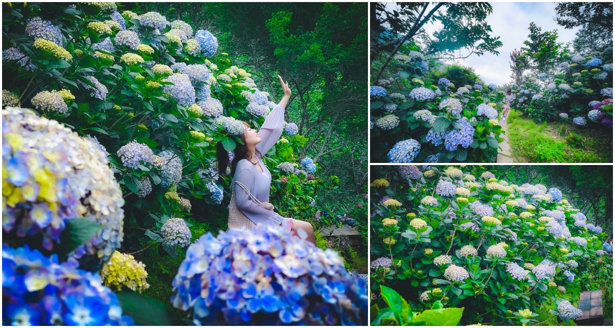 苗栗繡球花,南庄景點,南庄美食,南庄繡球花,碧絡角花園咖啡,苗栗美食,苗栗景點,苗栗咖啡廳 @大手牽小手。玩樂趣