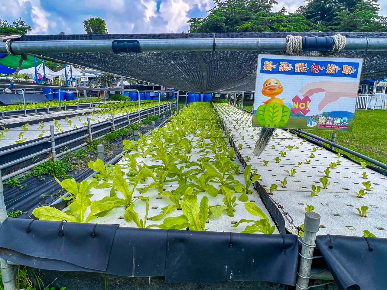 雲林景點,鵝媽媽鵝童樂園