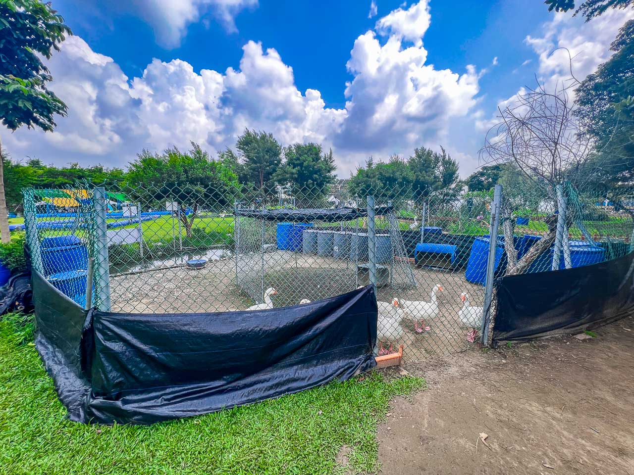 雲林景點,鵝媽媽鵝童樂園